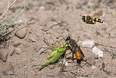 Golden digger wasp (Sphex funerarius) reporting a Sickle-bearing Bush Cricket (Phaneroptera falcata) in its gallery and Ornate Tailed Digger Wasp (Cerceris rybyensis) reporting a Mining bee (Lasioglossum sp), Regional Natural Park of Northern Vosges, France