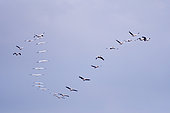 White Pelicans (Pelecanus onocrotalus) in flight, Danube Delta, Romania