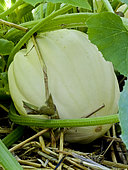 Acorn squash 'Cream of the Crop, Cucurbita pepo 'Cream of the Crop'