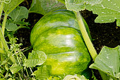 Musquée de Provence Crookneck squash, Cucurbita moschata Musquée de Provence