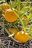 Yellow Scallop squash 'Sunburst', Cucurbita pepo var. ovifera 'Sunburst