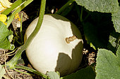 White Scallop squash 'Blanc', Cucurbita pepo var. ovifera 'Blanc'
