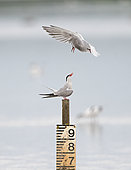 Common Tern (Sterna hirundo) facing, Titchwell RSPB Reserve, August