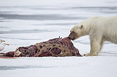 Polar bear (Ursus maritimus) eating a walrus (Odobenus rosmarus), on the ice, Spitsbergen, Svalbard, Norwegian archipelago, Norway, Arctic Ocean
