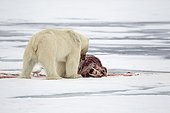 Polar bear (Ursus maritimus) eating a walrus (Odobenus rosmarus), on the ice, Spitsbergen, Svalbard, Norwegian archipelago, Norway, Arctic Ocean