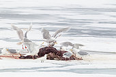Glaucus gulls (Larus hyperboreus) eating the remain of a walrus (Odobenus rosmarus), on the ice, when polar bear (Ursus maritimus) has finish to eat. Spitsbergen, Svalbard, Norwegian archipelago, Norway, Arctic Ocean