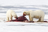 Two polar bears (Ursus maritimus) eating together a walrus (Odobenus rosmarus), on the ice, Spitsbergen, Svalbard, Norwegian archipelago, Norway, Arctic Ocean