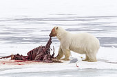 Polar bear (Ursus maritimus) eating a walrus (Odobenus rosmarus), on the ice, Spitsbergen, Svalbard, Norwegian archipelago, Norway, Arctic Ocean