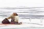 Polar bear (Ursus maritimus) eating a walrus (Odobenus rosmarus), on the ice, Spitsbergen, Svalbard, Norwegian archipelago, Norway, Arctic Ocean