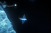 Black wing flyingfish (Hirundichthys rondeletii) deployed fins and character on a boat illuminating it from the night surface, Villefranche-sur-Mer, Alpes-Maritimes, France, Mediterranean Sea