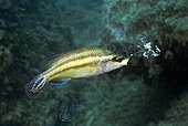 East Atlantic peacock Wrasse (Symphodus tinca) with an Isopod on tail, spitting up sediment