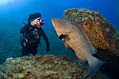 Diver and 'Bebert' the Dusly grouper (Epinephelus marginatus), Scandola, Corsica, Mediterranean Sea
