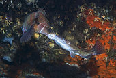 Territorial Struggle of Peacock Wrasse (Symphodus tinca) in reef