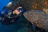 Diver and 'Bebert' the Dusly grouper (Epinephelus marginatus), Scandola, Corsica, Mediterranean Sea