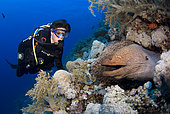 Diver and Moray in reef