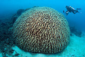 Diver and Coral Massif, Australia, South Pacific