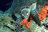 Hawksbill Turtle (Eretmochelys imbricata) feeding on Alcyonarians on reef, Elpphinstone, Egypt, Red Sea
