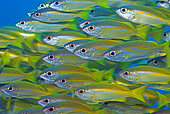 School of Snappers, Madagascar, Indian ocean
