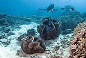 Diver and Giant Clams field (Tridacnidae sp), Australia, South Pacific.