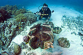 Diver and Giant Clams (Tridacnidae sp), Australia, South Pacific.