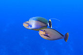 Pair of Surgeonfishes, Tiputa Pass, Rangiroa, French Polynesia, Pacific Ocean.