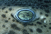 Eye of Catshark (Scyliorhinidae sp)