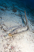 Pair of Sea Snake on Reef, Great Barrier Reef, Australia