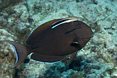 Surgeonfish and Cleaner Wrasse