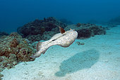 Flounder (Bothus sp) ) swimming above the seabed, Mauritius, Indian Ocean