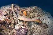 Sea Snake on Reef, Great Barrier Reef, Australia