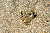 Eyes of Caramot shrimp (Penaeus kerathurus) in the sand