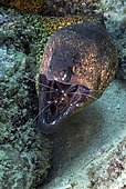 Yellow-edged moray (Gymnothorax flavimarginatus) and cleaning shrimp in the reef, Mauritius