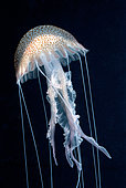Mauve stinger jellyfish (Pelagia noctiluca) on black background, Mediterranean Sea