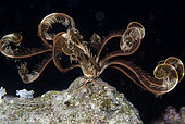 Feather Stars deployed at night