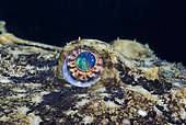Eye of Anglerfish (Lophius piscatorius), Mediterranee Sea