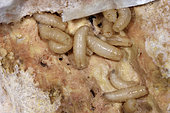 Fly larvae on an old cheese, France