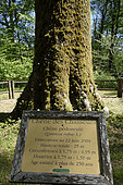 English oak (Quercus robur), Oak hunters over 250 years old with panel, Sylve trail in forest, Vouhenans, Haute-Saone, France