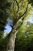 English oak (Quercus robur) with miniature oak statue (16 cm high) of the Virgin incorporated in the trunk forest, Montdore, Haute-Saone,France,