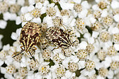 Carpocoris purpureipennis larvae on Milfoil flowers, vegetable garden, Belfort, Territoire de Belfort, France