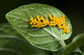 Colorado potato beetle (Leptinotarsa decemlineata) eggs on potato leaf, vegetable garden, Belfort, Territoire de Belfort, France