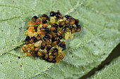 Colorado potato beetle (Leptinotarsa decemlineata) eggs on potato leaf and hatching of larvae, vegetable garden, Belfort, Territoire de Belfort, France