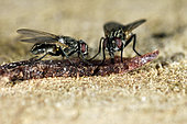 House flies (Musca domestica) eating a crumb of ham on the kitchen table in a farm, Meyrueis, Lozere, France