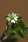 Chickweed (Stellaria media) flower in garden, Belfort, Territoire de Belfort), France