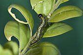 Box Tree Moth (Cydalima perspectalis) caterpillar on Common Box (Buxus sempervirens) in a garden, Champagney, Haute-Saone, France
