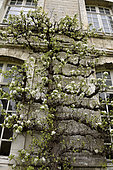 Pear tree (Pyrus communis) centenary espalier, abbey founded in the 7th century, Saint Riquier, Somme, France