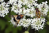 Pellucid Hoverfly (Volucella pellucens) and Hover-fly (Metasyrphus corollae) on flower in a meadow, Balloon of Servance, Haute Saone, Vosges, France