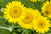 Yellow camomile in bloom in a garden