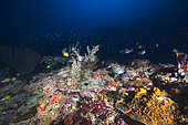 Underwater atmosphere at 80 m depth, Mayotte, Indian Ocean