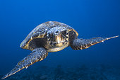 Loggerhead sea turtle (Caretta caretta), Mayotte, Indian Ocean