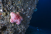 Etoile de mer citrouille (Astrosarkus sp.) rencontrée sur une paroi verticale à 90 mètres de profondeur, océan Indien, Mayotte. Il s'agit là peut-être d'une espèce encore inconnue de la science.